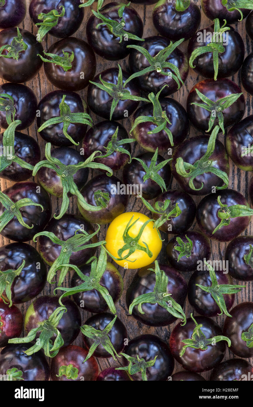 Gelbe Tomaten und schwarze Tomaten Indigo Rose Muster Stockfoto