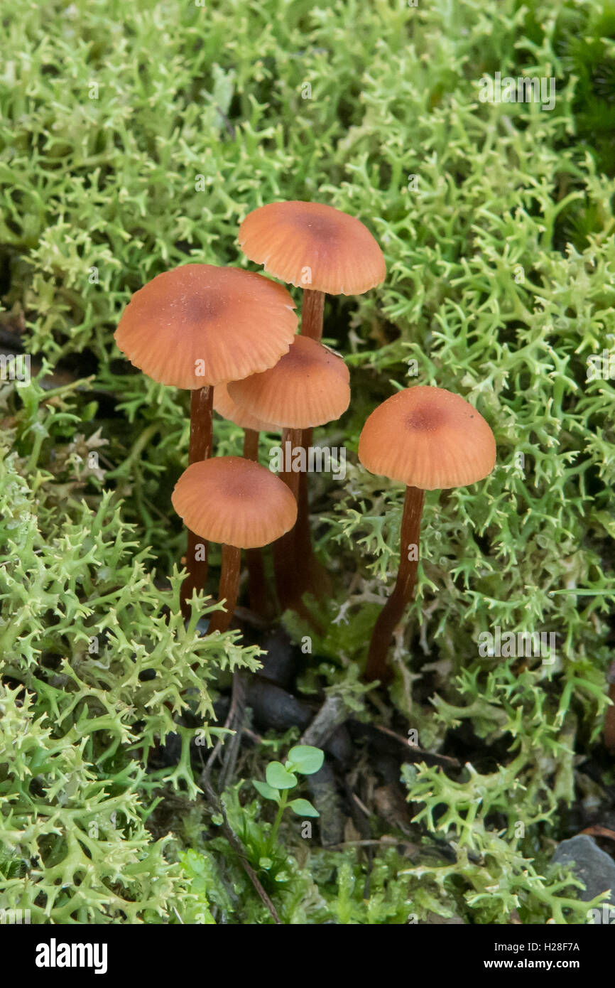 Galerina Hypnorum, Moss Glocke am Bałuk Willam Flora Reserve, Belgrave South, Victoria, Australien Stockfoto