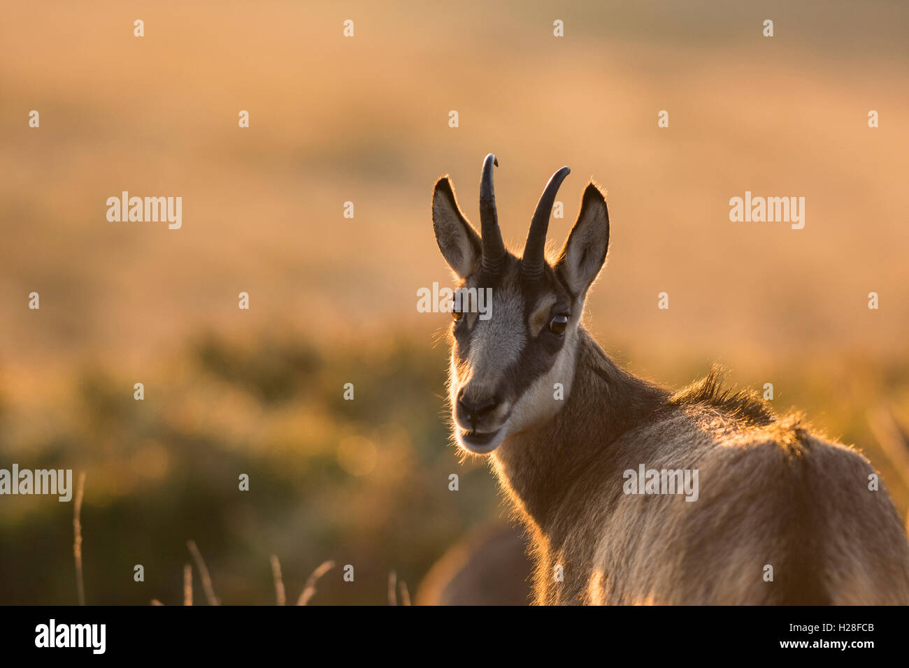 Alpine chamoise Stockfoto