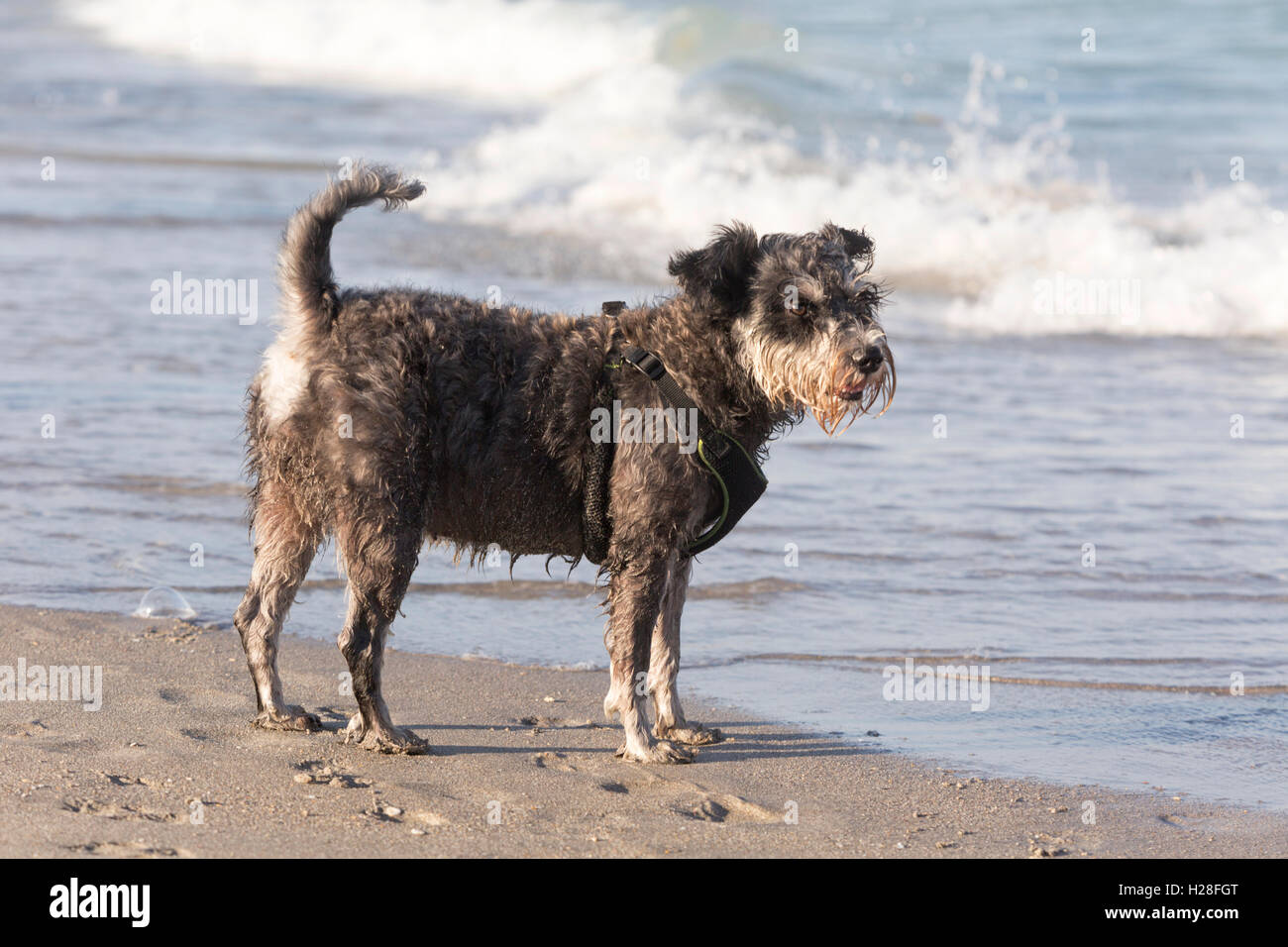 Scruffy Hund am Strand Stockfoto