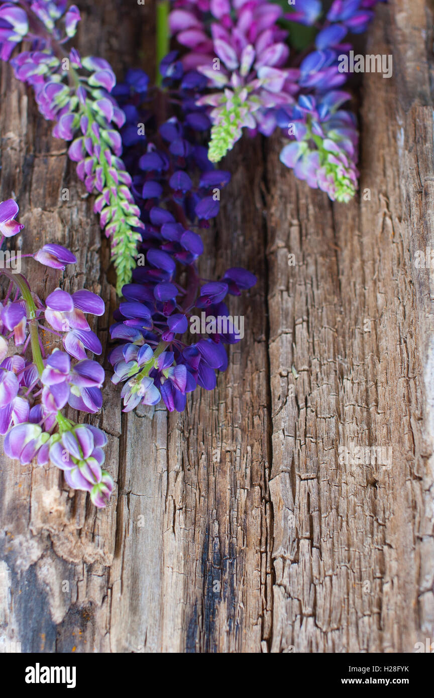 Hölzerne Hintergrund mit lupine Blume Stockfoto