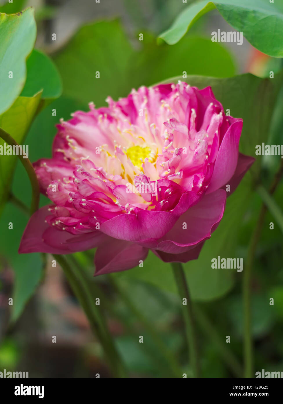 Lotus, indischer Lotus, Heilige Lotus, Bean von Indien, oder Nelumbo Nucifera, eine nationale Blume von Indien und Ägypten Stockfoto