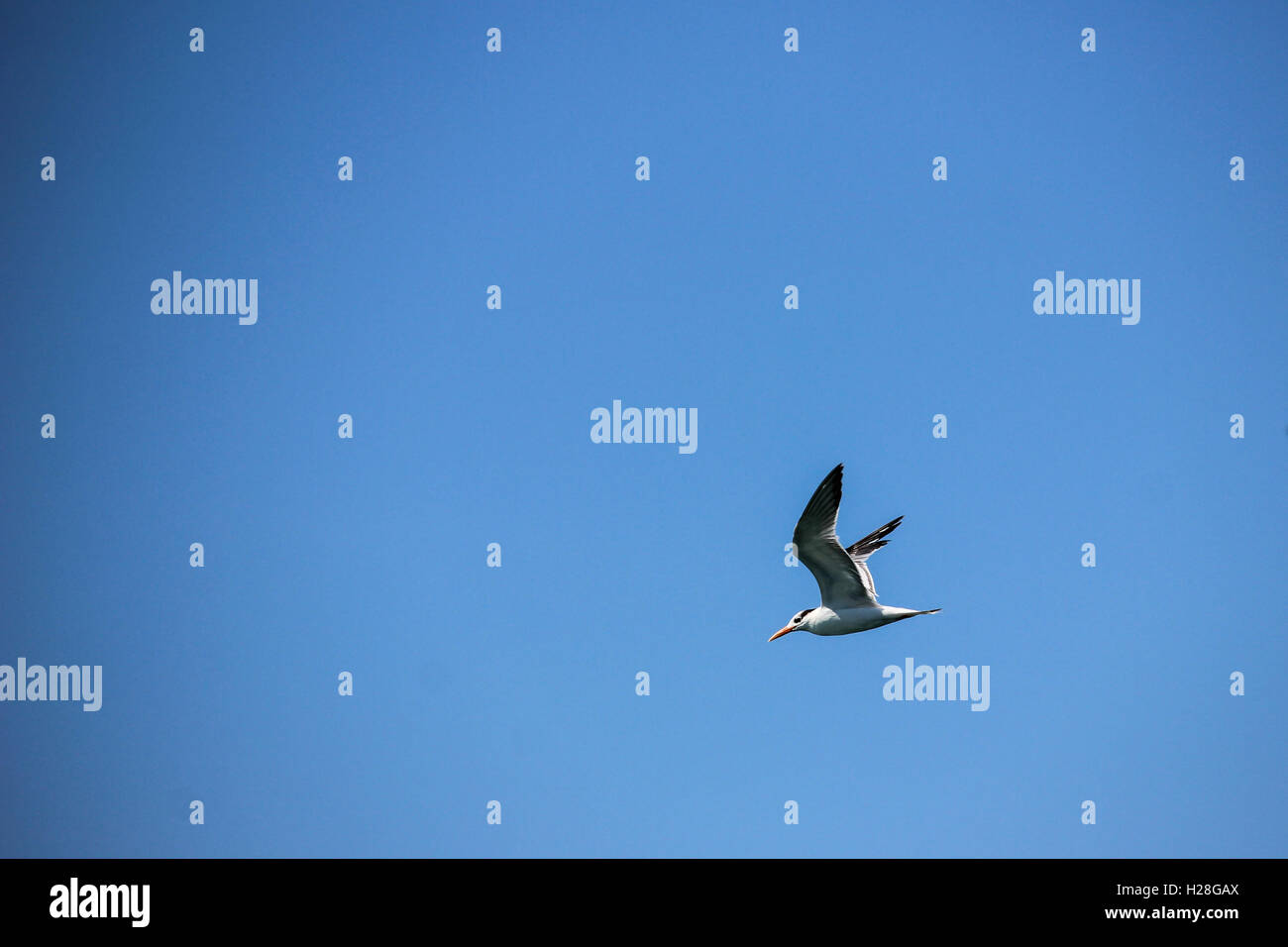 einsamer Flug einer Möwe in blauer Himmel Tag. Das Bild zeigt eine Szene des Friedens mit dem weißen Vogel des Friedens. Stockfoto einsamer Flug einer Möwe in blauer Himmel Tag. Das Bild zeigt eine Szene des Friedens mit dem weißen Vogel des Friedens. Stockfoto