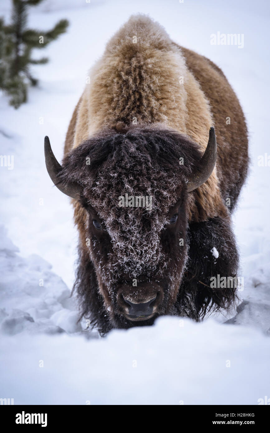 Bison im Tiefschnee, Yellowstone-Nationalpark, Wyoming Stockfoto