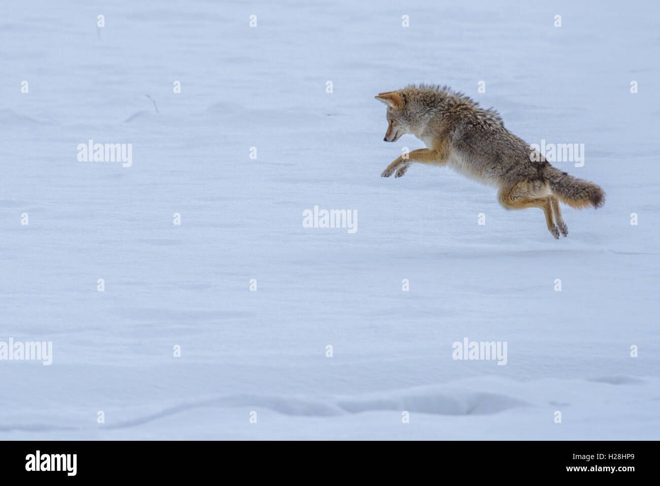 Fuchs im Winter, Yellowstone-Nationalpark, Wyoming, USA Stockfoto