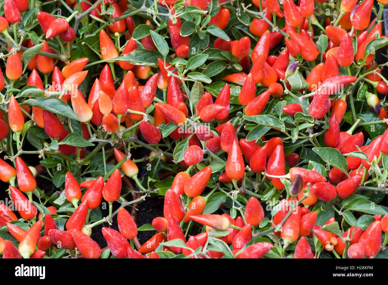Rote Chilis wachsen in Plastiktöpfen Capsicum Medina Stockfoto