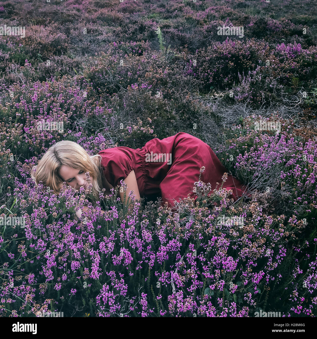 eine Frau liegt im blühenden Heidekraut Stockfoto