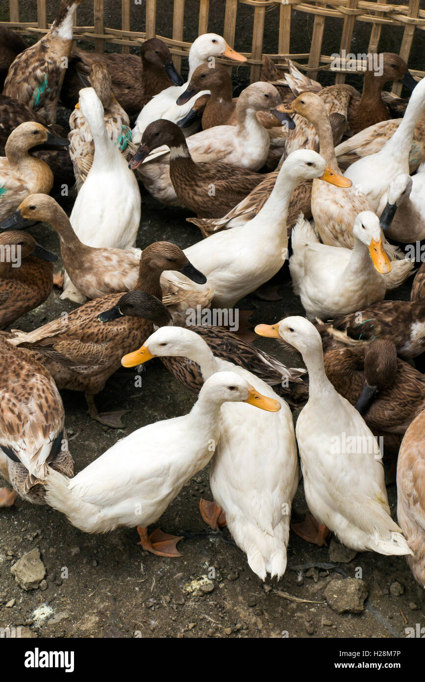 Indonesien, Bali, Tampaksiring, Enten in Gehäuse wartet auf Verkauf Stockfoto
