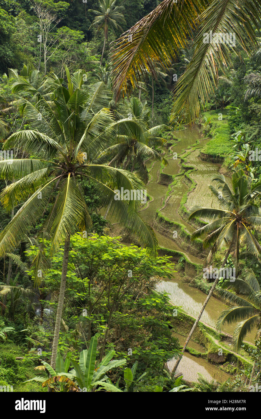 Indonesien, Bali, Tampaksiring, Gunung Kawi Tempelanlage, steil terrassierten Reisfelder Stockfoto