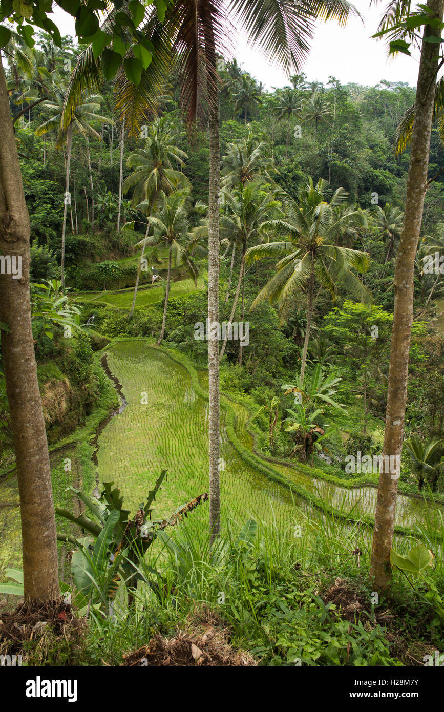 Indonesien, Bali, Tampaksiring, Gunung Kawi Tempelanlage, steil terrassierten Reisfelder unter Kokospalmen Stockfoto