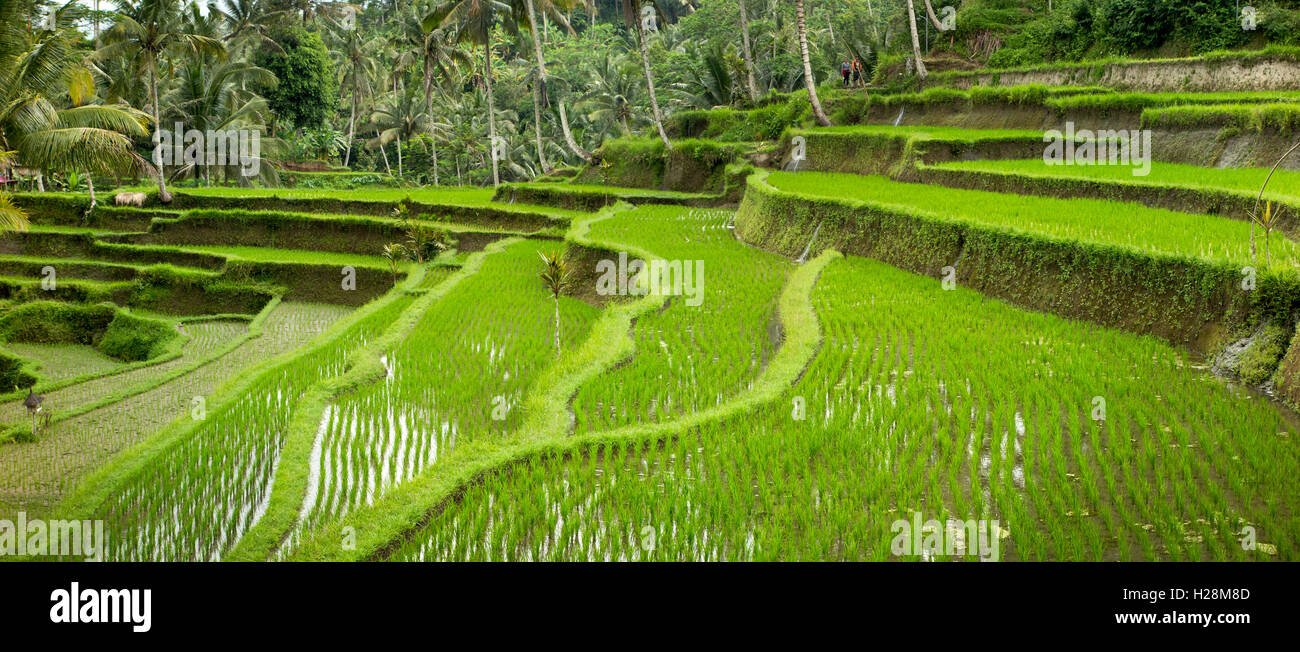 Indonesien, Bali, Tampaksiring, Gunung Kawi, steilen terrassierten Reisfelder, Panorama Stockfoto