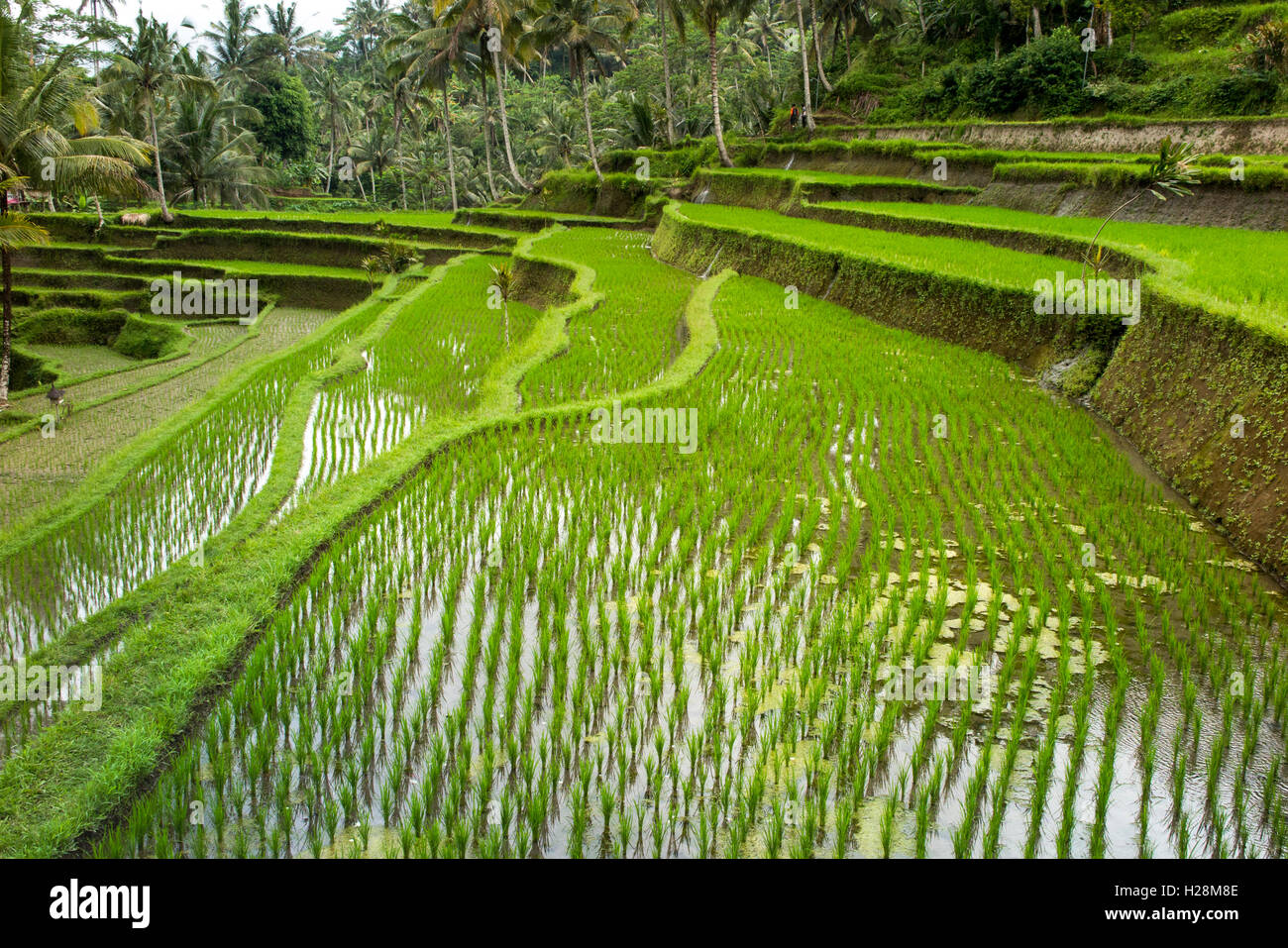 Indonesien, Bali, Tampaksiring, Gunung Kawi, steilen terrassierten Reisfelder Stockfoto