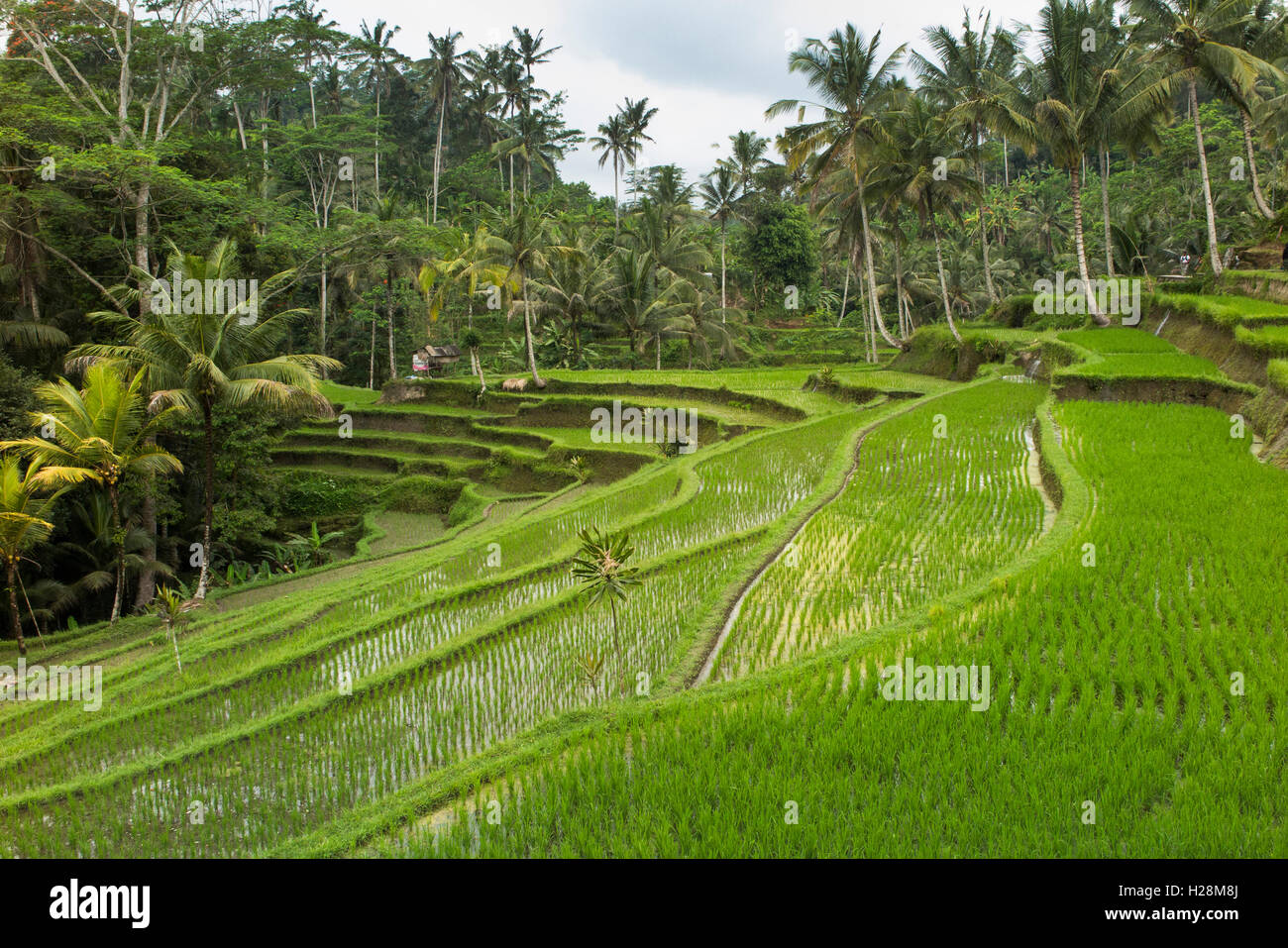 Indonesien, Bali, Tampaksiring, Gunung Kawi Tempelkomplex, bewässerten Reisterrassen Stockfoto