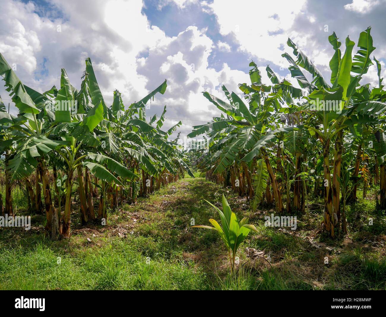 Pflanzung von Palmen Stockfoto