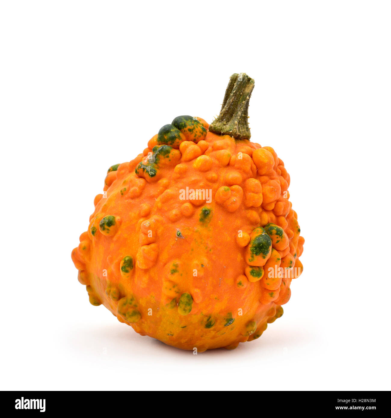 ein warziger Kürbis auf weißem Hintergrund Stockfoto