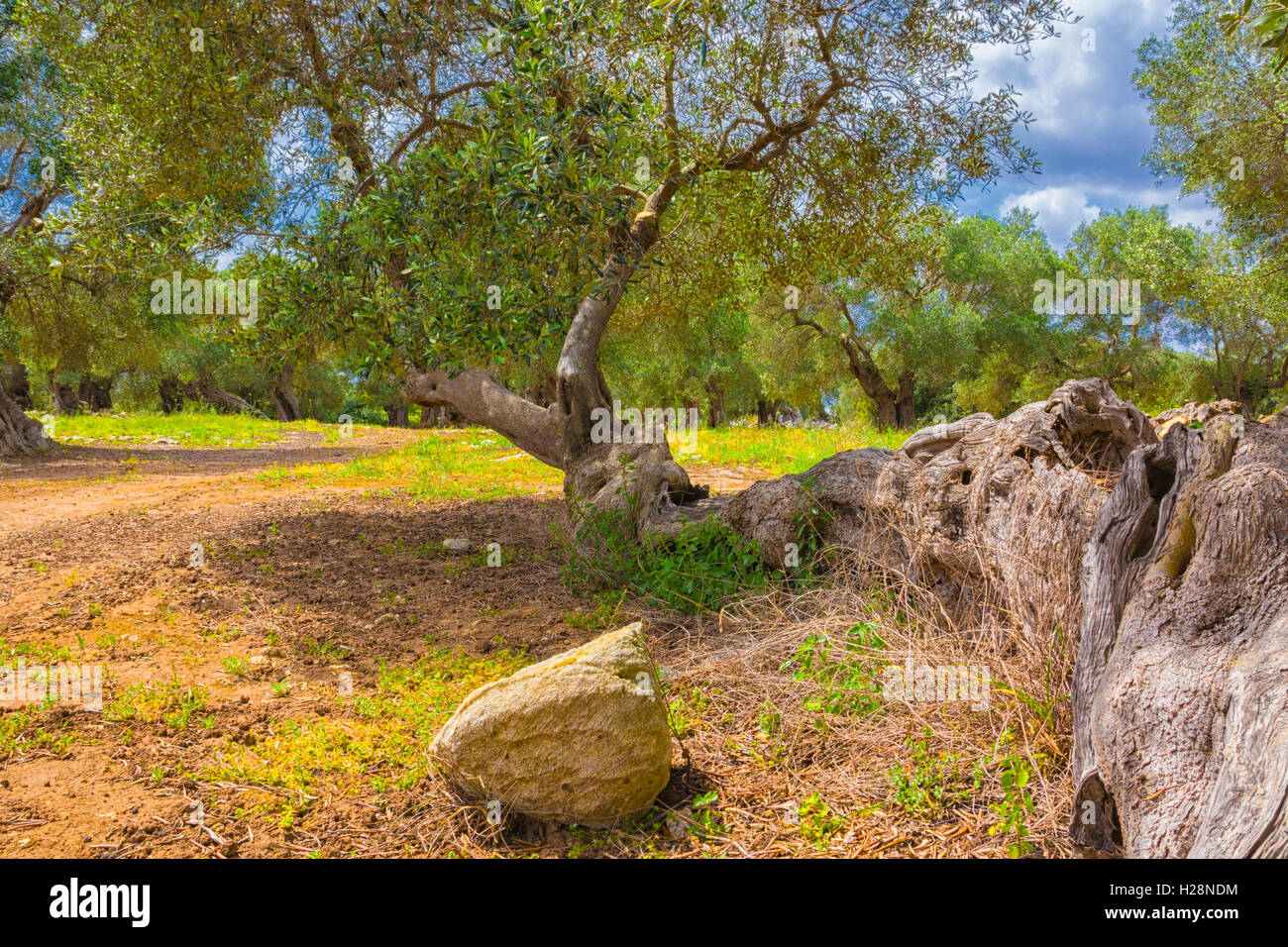 Italienische Land: weltlichen Olivenbaum Stockfoto