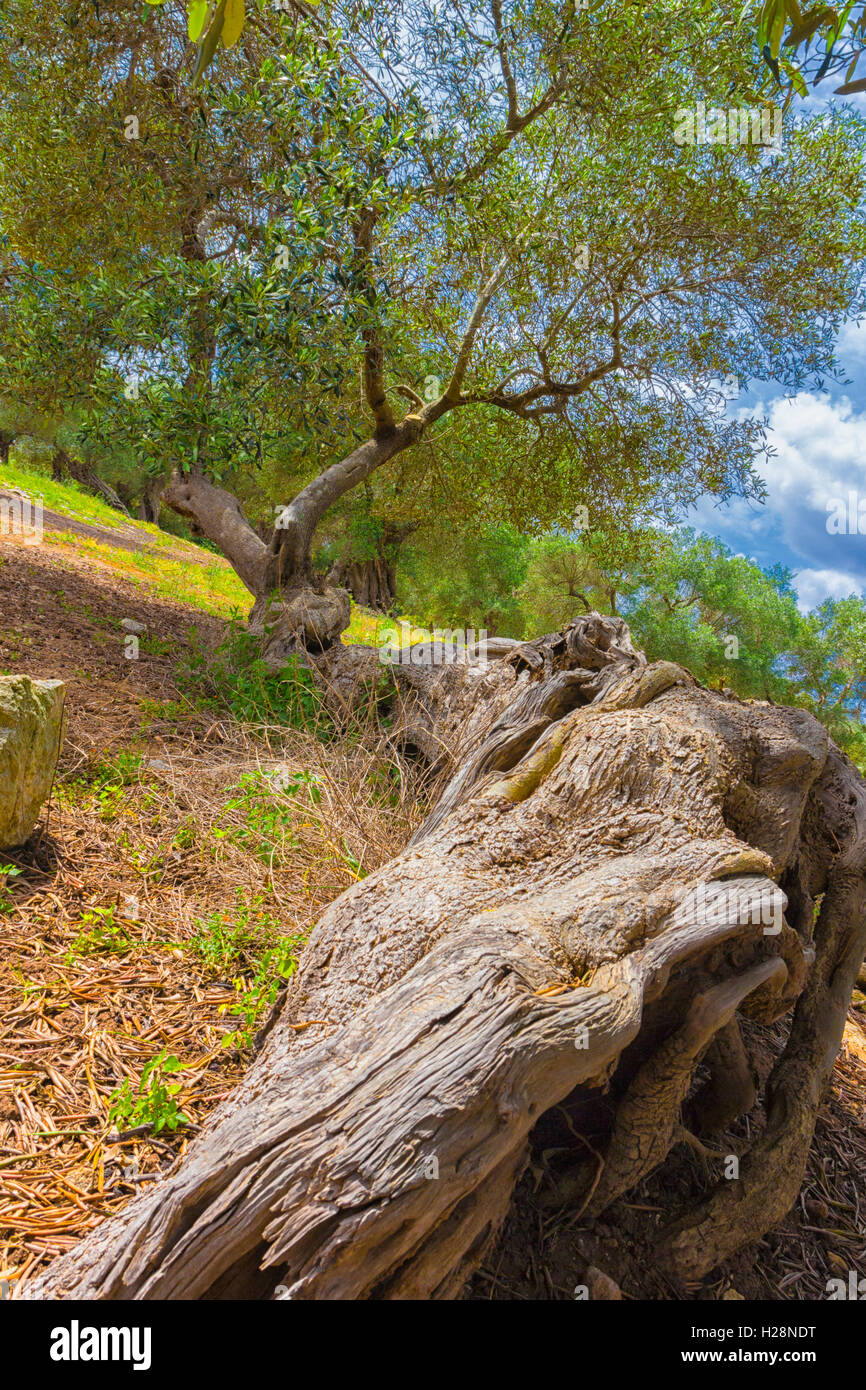 Italienische Land: weltlichen Olivenbaum Stockfoto