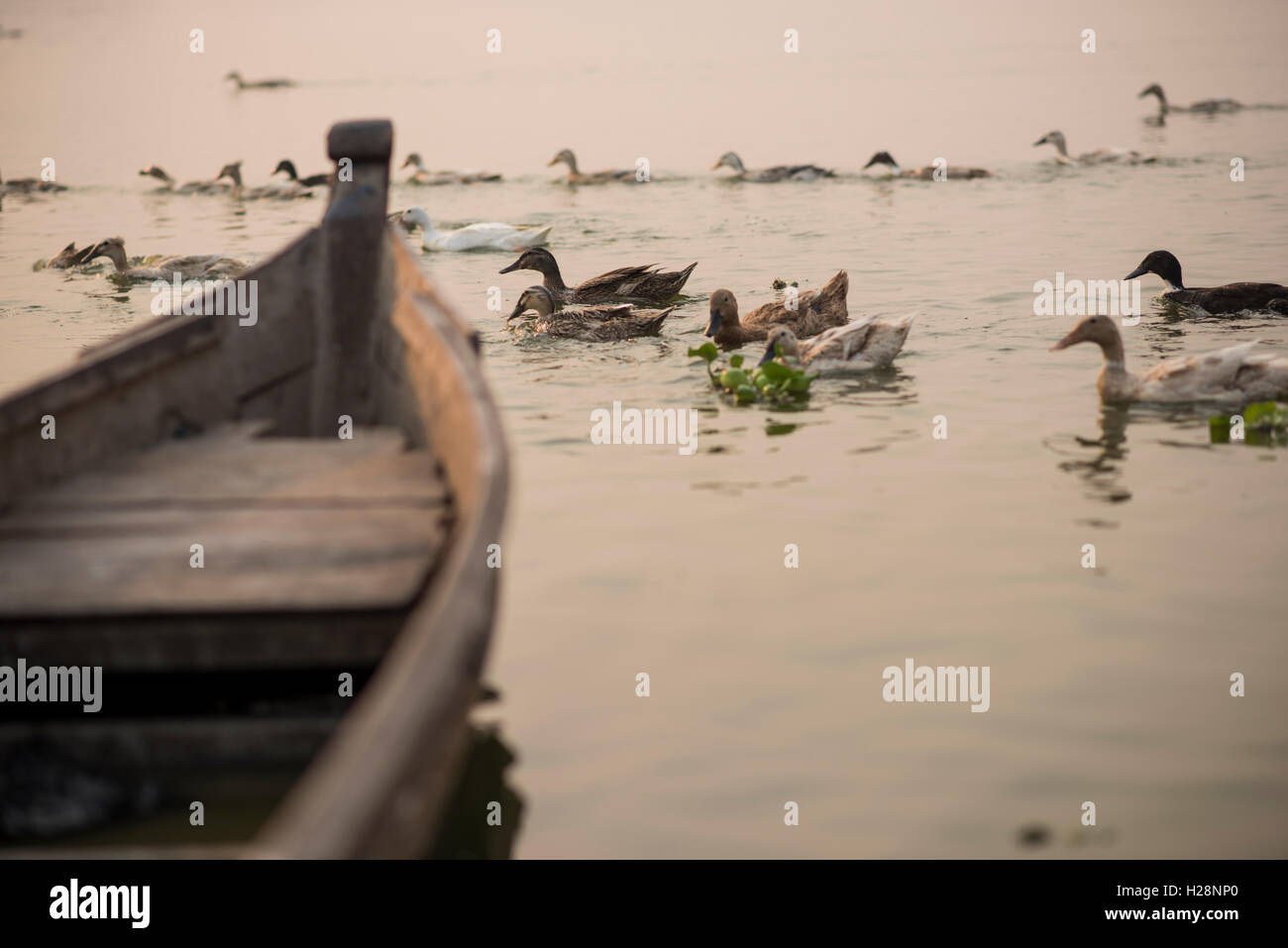 Eine Herde von Enten pass durch eine leere Fischerboot am Taungthaman See, Amarapura, Myanmar. Stockfoto