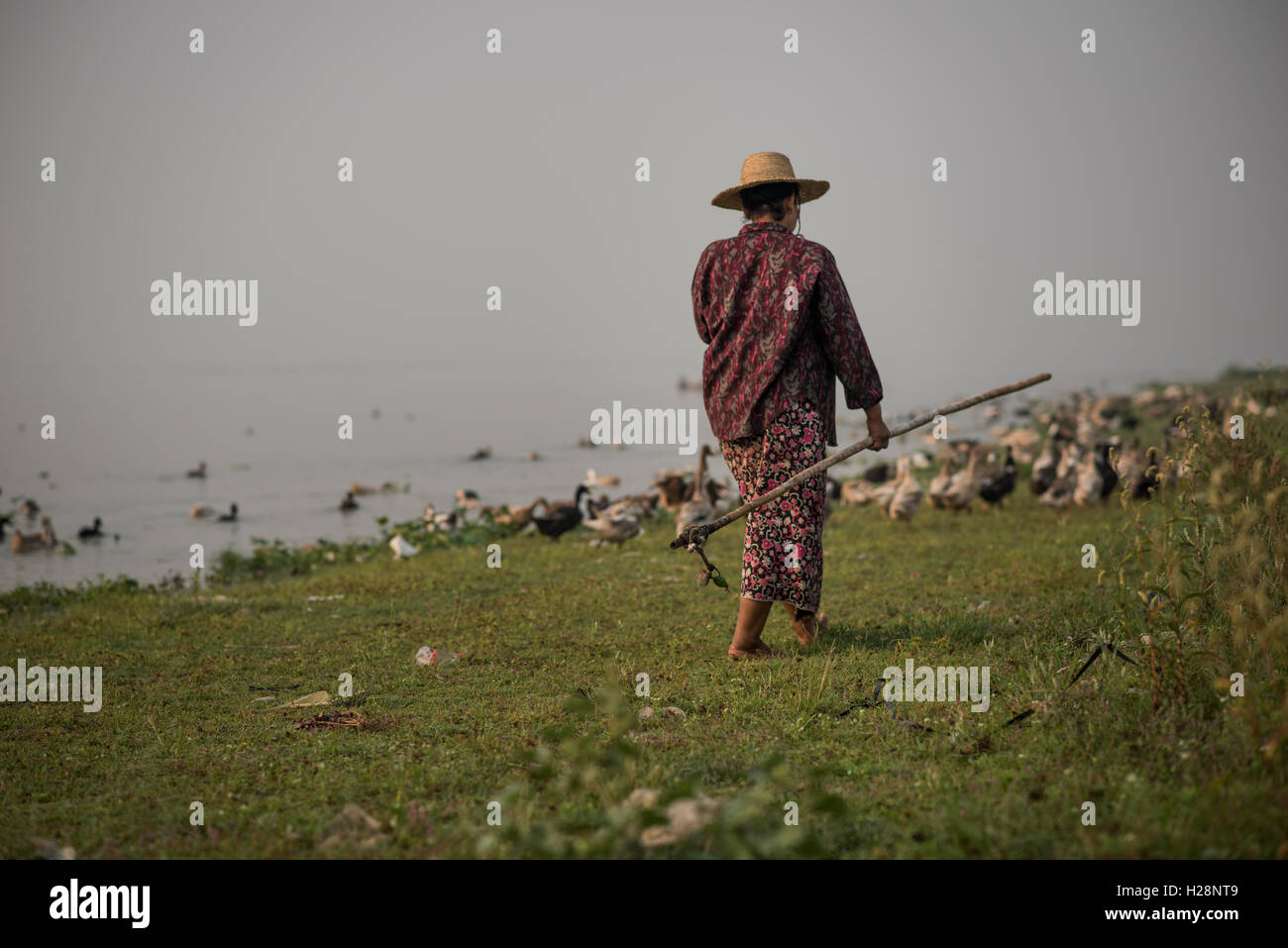 Eine Ente Herder mit ihrer Herde von Enten am Taungthaman-See, Amarapura, Myanmar. Stockfoto