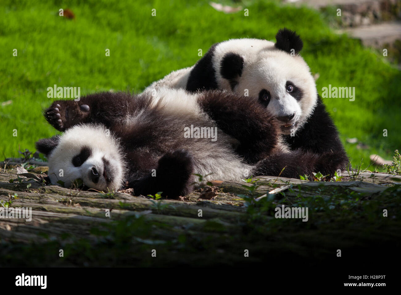 Zwei Riesen-Panda-Bären sind in ihrem Lebensraum in Bifengxia Panda Nationalreservat in Sichuan China spielen. Stockfoto