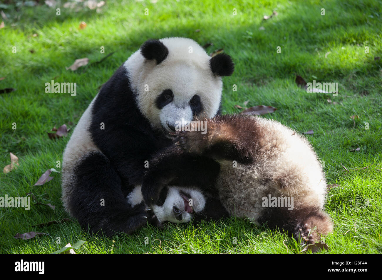 Zwei glückliche Pandas spielen in ihrem Lebensraum in Bifengxia Panda Reserve in Sichuan China Stockfoto