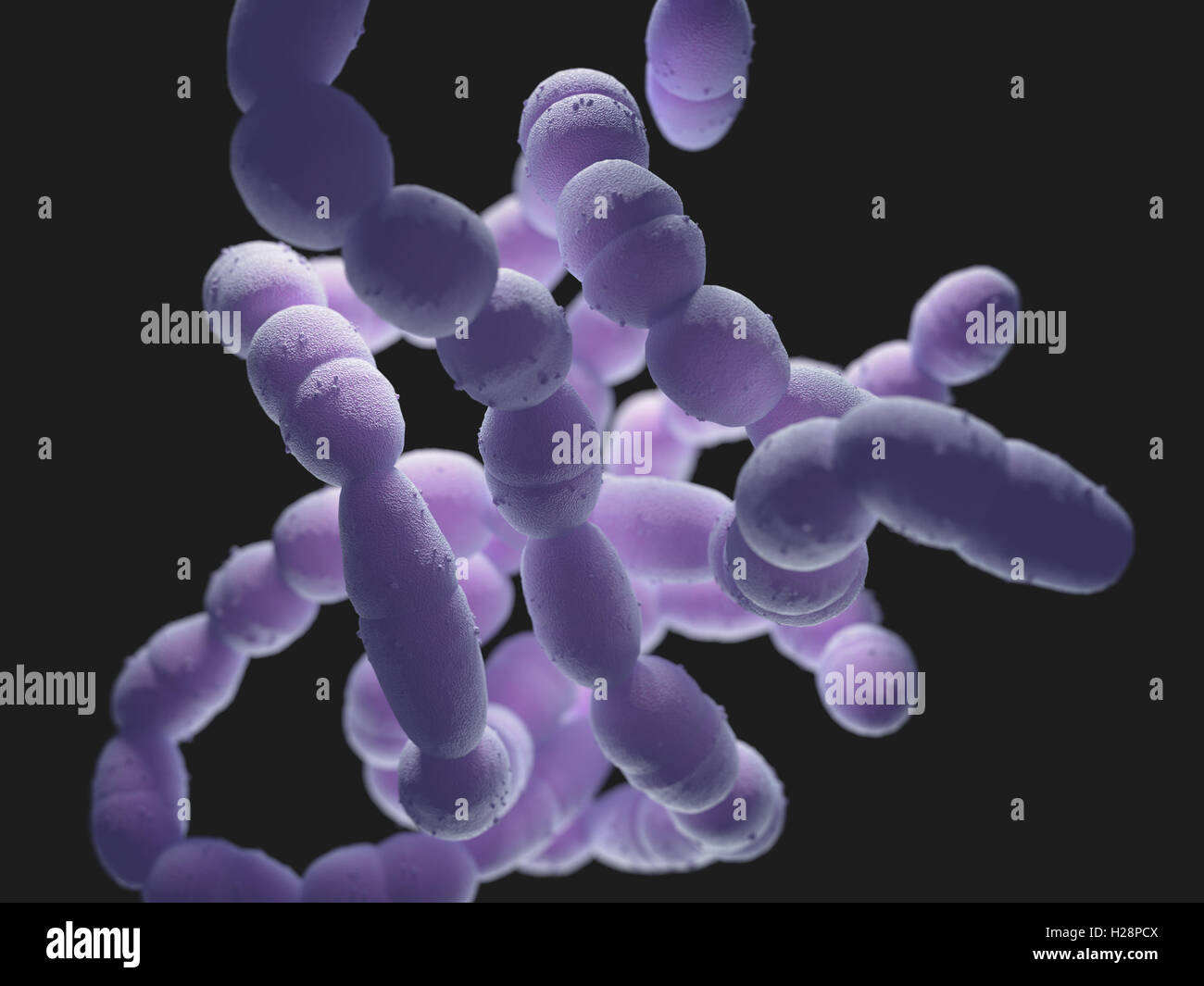 Streptococcus Pneumoniae oder Pneumokokken, ist ein Gram-positiven Bakterien verantwortlich für viele Arten von Pneumokokken-Infektion. Stockfoto