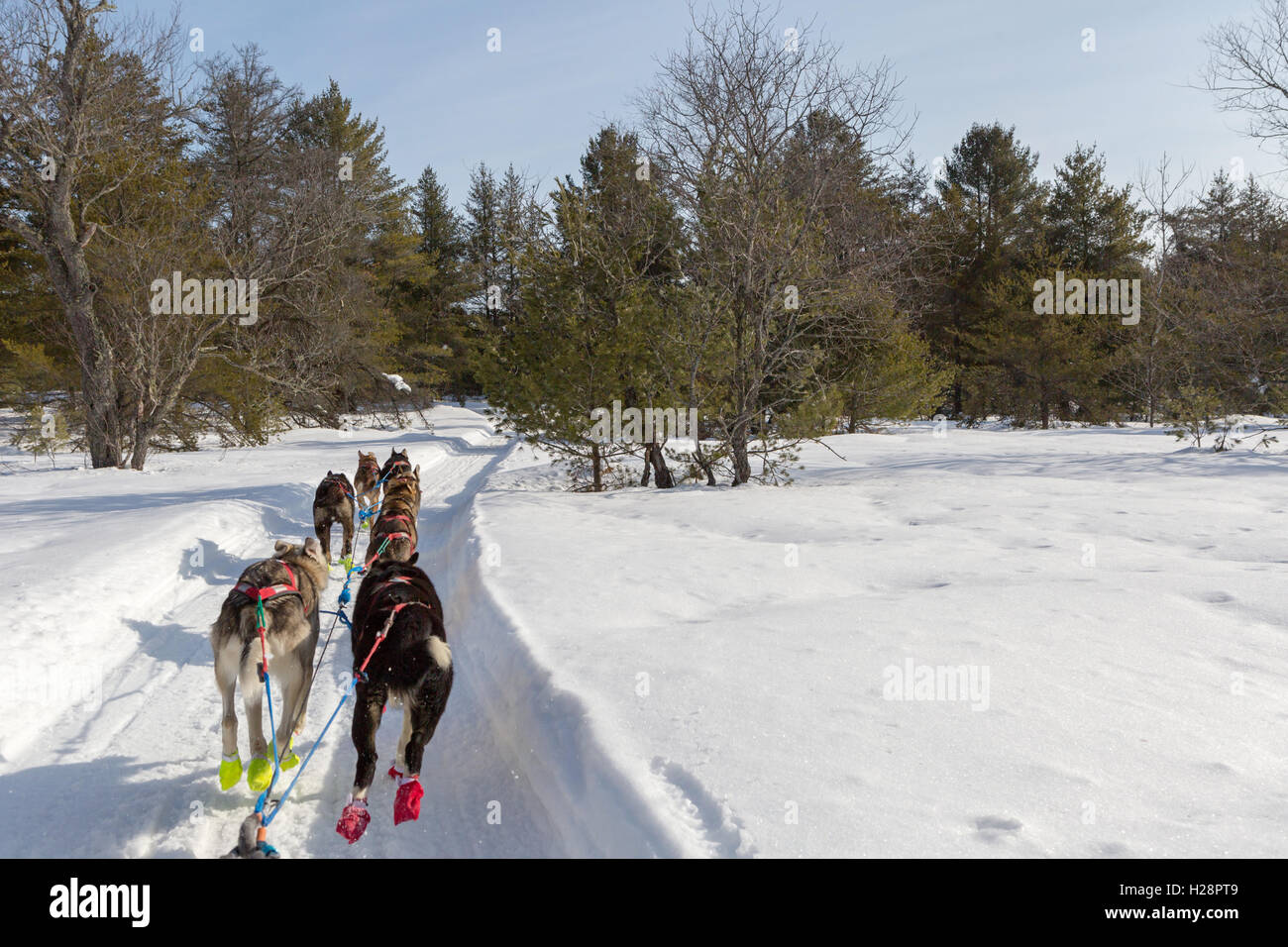 Hundeschlitten draußen im Schnee von Northern Michigan - Sicht aus dem Schlitten Stockfoto