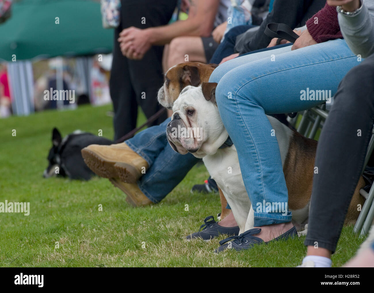 bulldog wartet auf eine Hundeausstellung Stockfoto