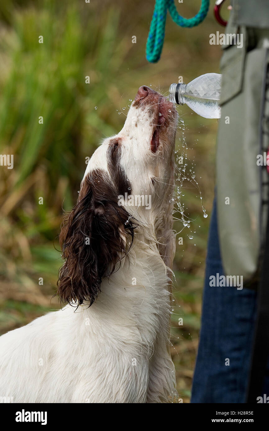 Hund Trinkwasser aus der Flasche Stockfoto