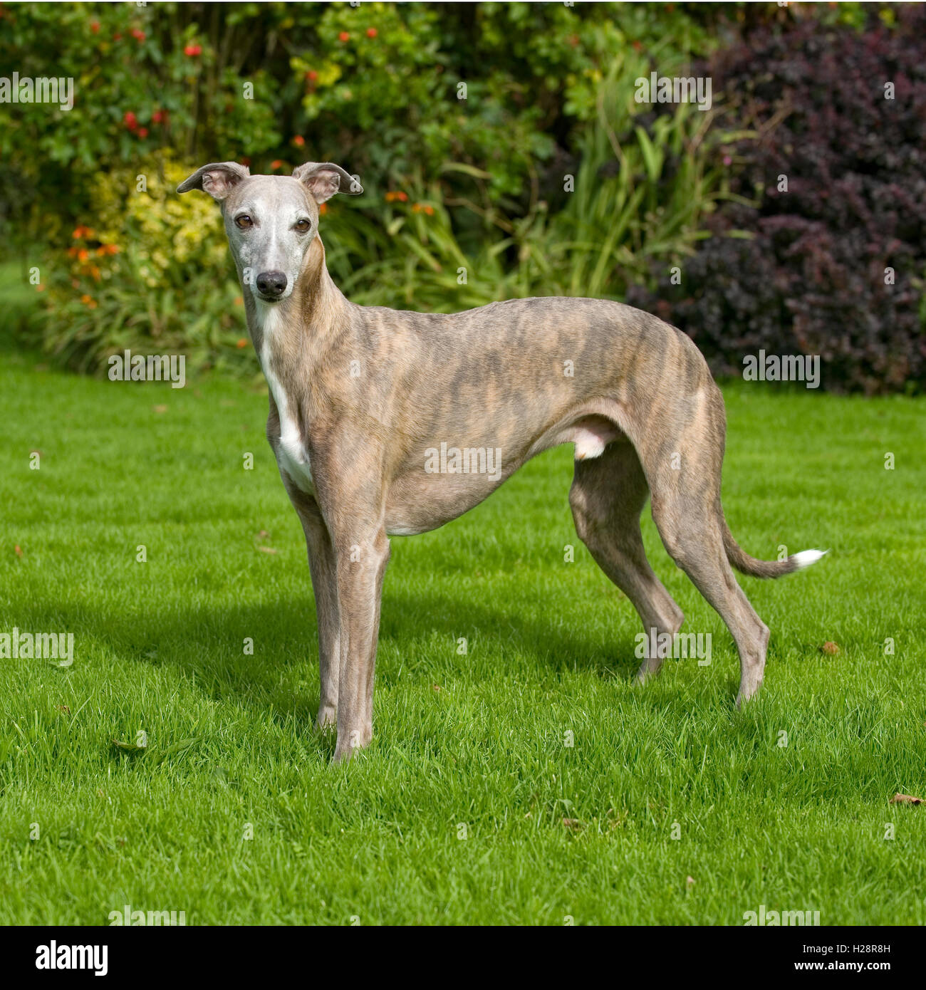 Whippet Stockfoto