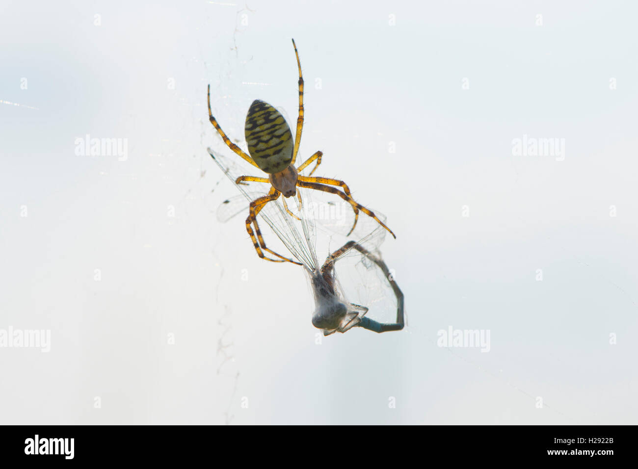 Wasp spider (Argiope Bruennichi) mit Libelle erfasst, Niedersachsen, Deutschland Stockfoto