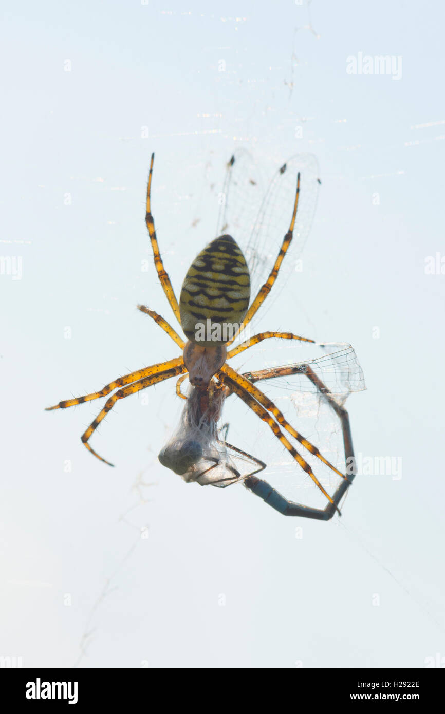 Wasp spider (Argiope Bruennichi) mit Libelle erfasst, Niedersachsen, Deutschland Stockfoto