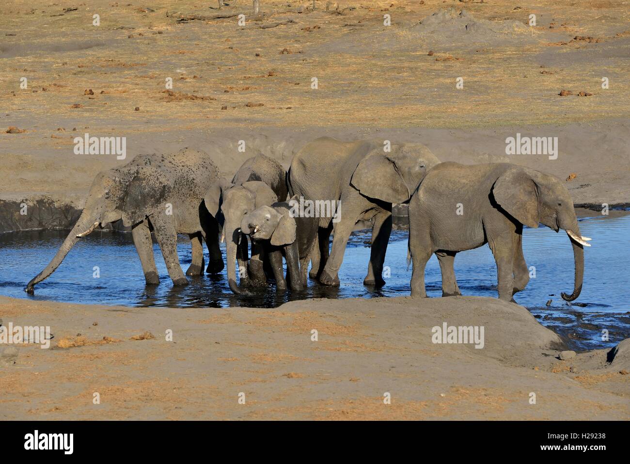 Afrikanischen Busch Elefanten (Loxodonta africana), kleine Herde im Somalisa Wasserloch, Hwange National Park, Matabeleland North Stockfoto