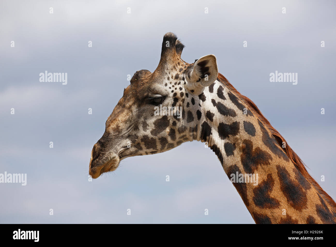 Giraffe (Giraffa Camelopardalis), Porträt, Tarangire Nationalpark, Tansania Stockfoto