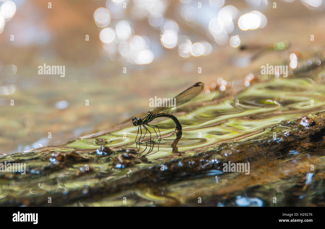 Libellen (Odonata) in Wasser bei Eiablage, Kuala Tahan, Taman Negara, Malaysia Stockfoto