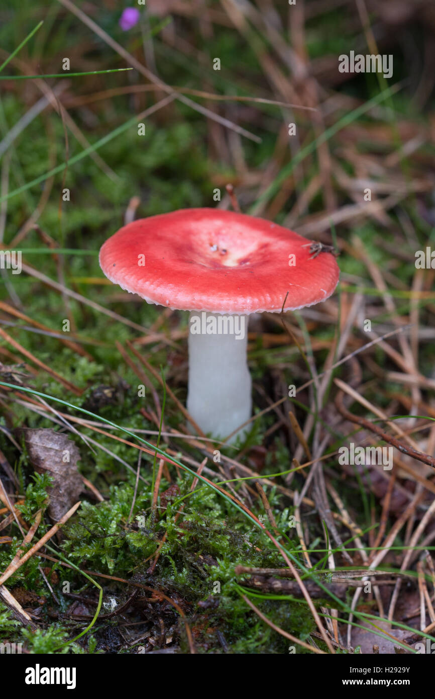 Roter Fliegenpilz oder Pilz in Surrey, England Stockfoto