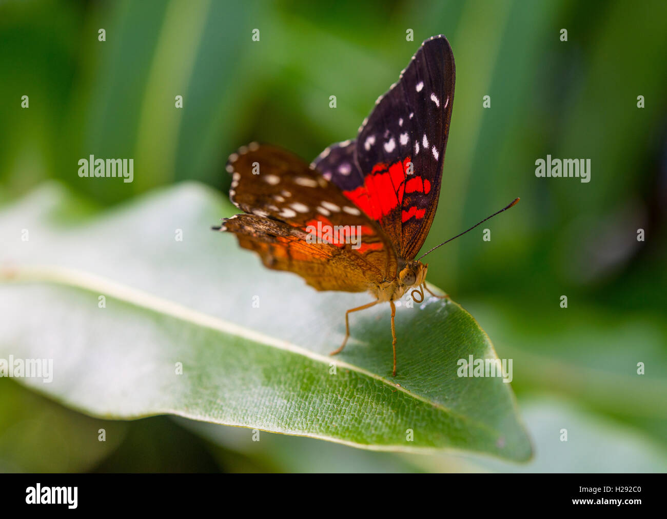 Braun oder Scharlach Peacock (Anartia amathea) auf Blatt, Captive Stockfoto