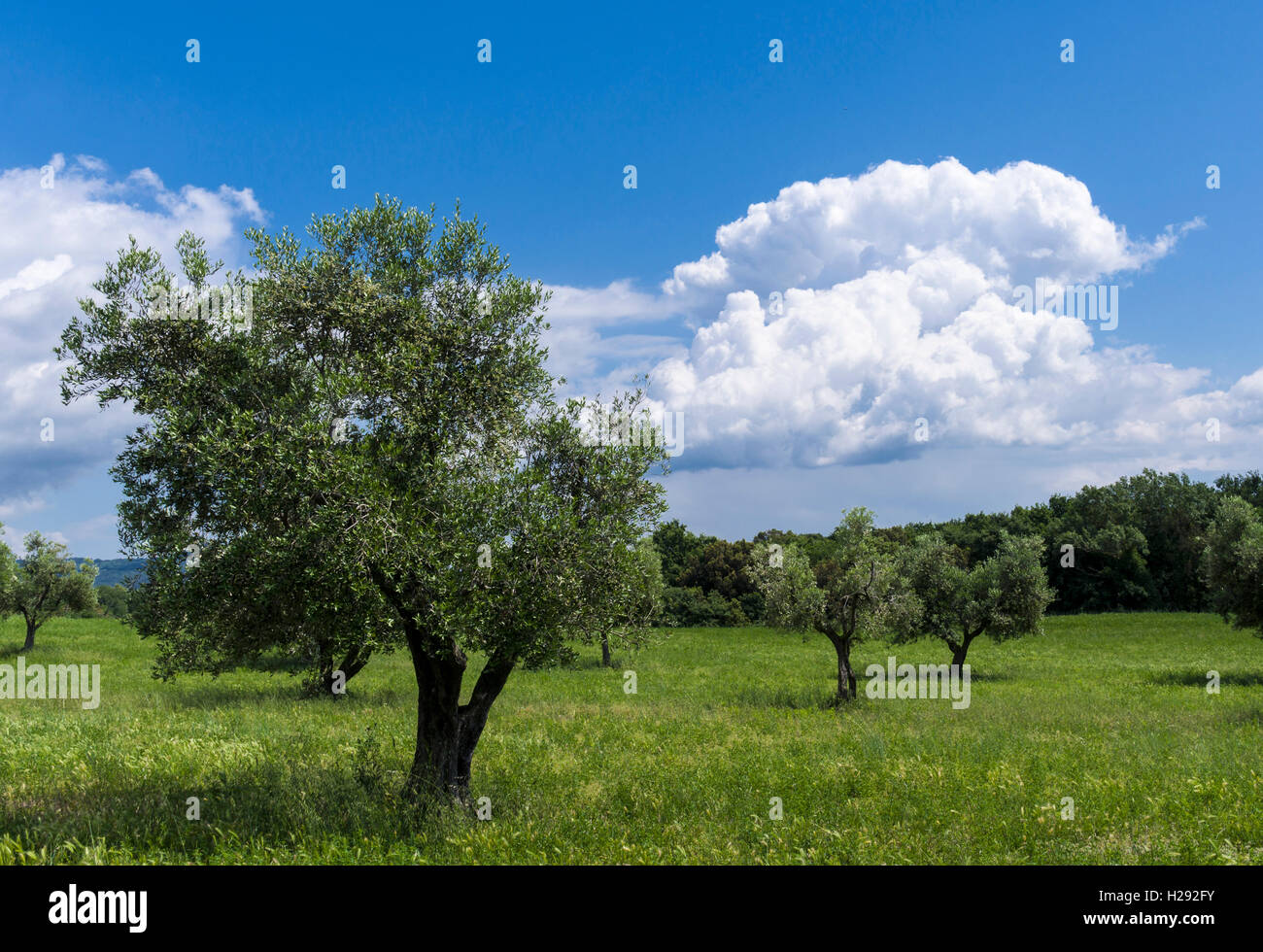 Olivenplantage, Bäume und Blau, bewölkter Himmel, Cassare, Toskana, Italien Stockfoto