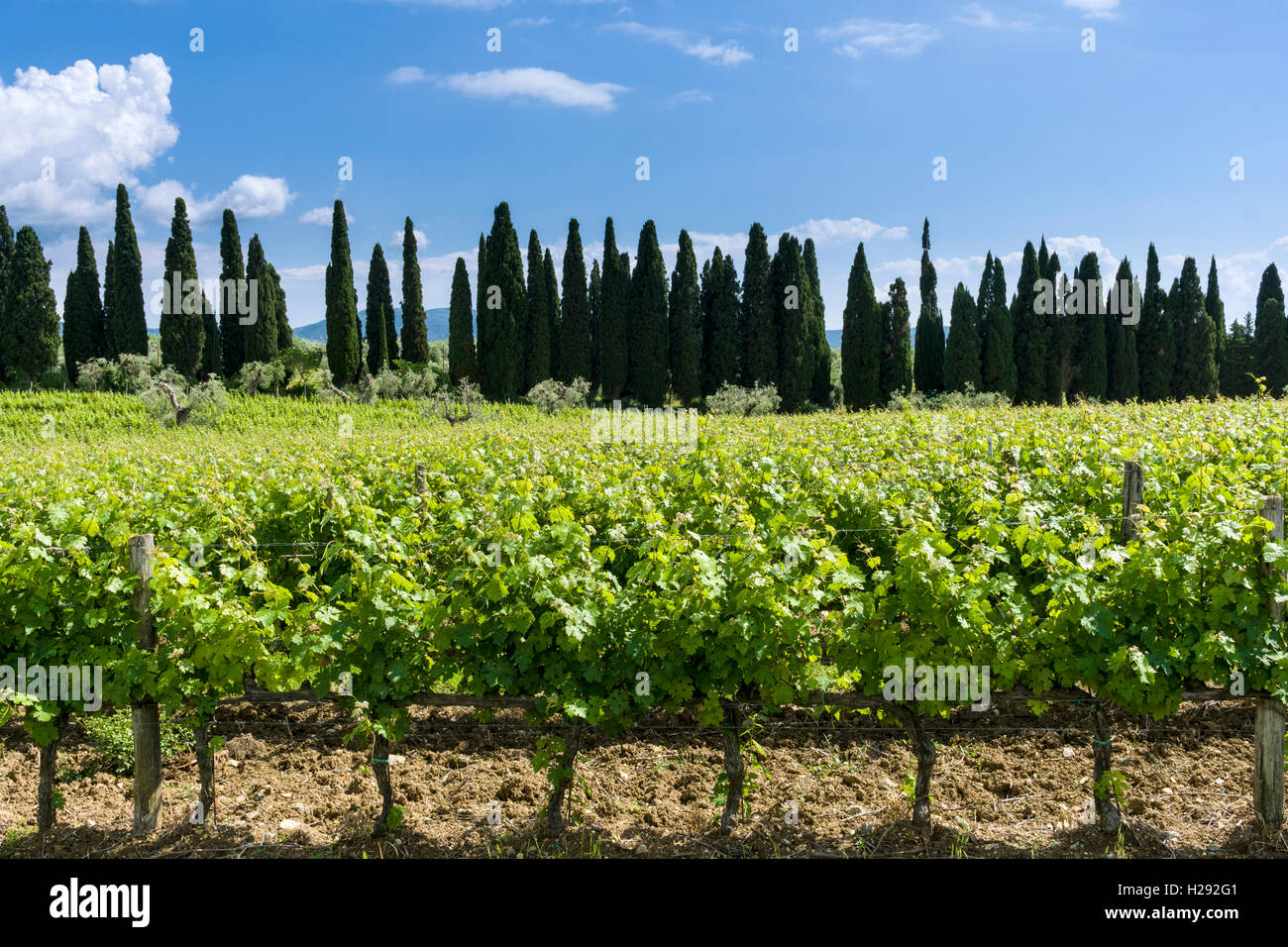 Typische grüne Toskana Landschaft mit Zypressen, Weinbergen und Blau, bewölkter Himmel, Cassare, Toskana, Italien Stockfoto