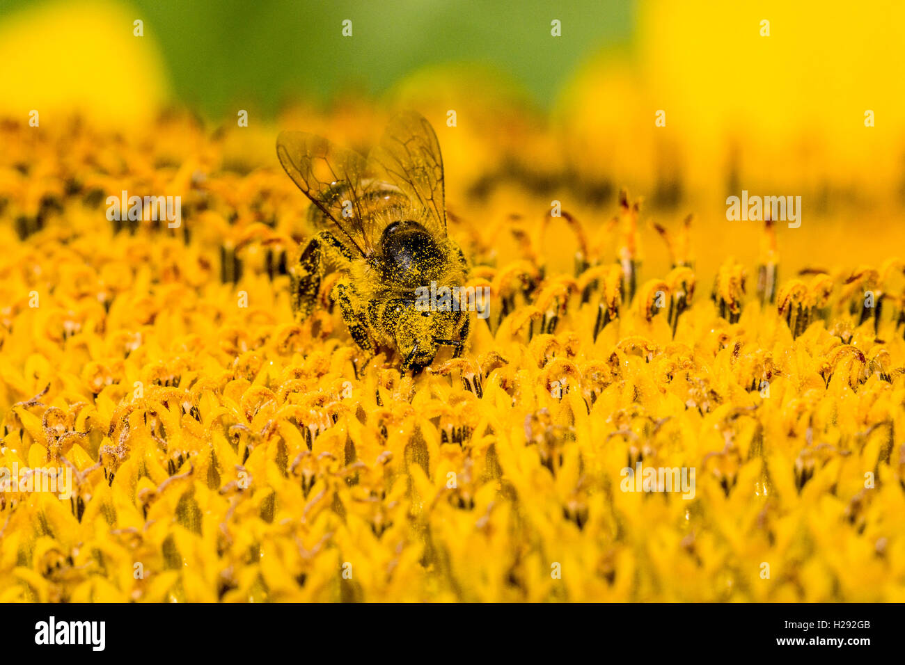 Krainer Biene (Apis mellifera carnica) ist das Sammeln von Nektar zu einem gemeinsamen Sonnenblume (Helianthus annuus) Blüte, Sachsen Stockfoto