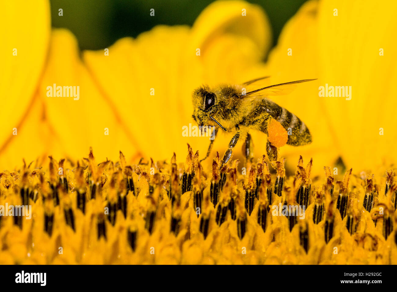Krainer Biene (Apis mellifera carnica) ist das Sammeln von Nektar zu einem gemeinsamen Sonnenblume (Helianthus annuus) Blüte, Sachsen Stockfoto