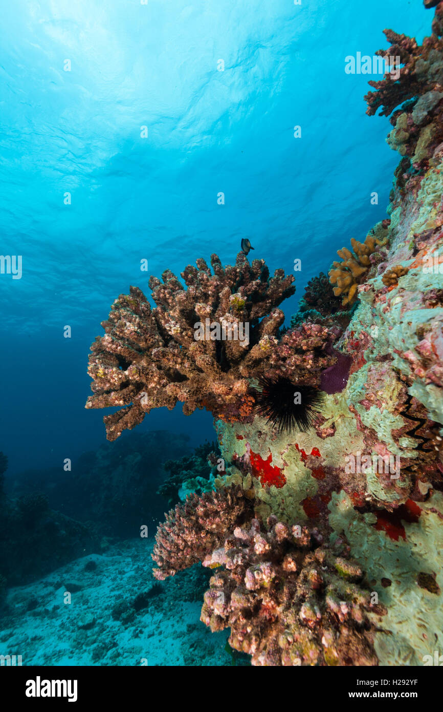 Schöne Unterwasser bunte Korallenriff Garten Hintergrund Stockfoto