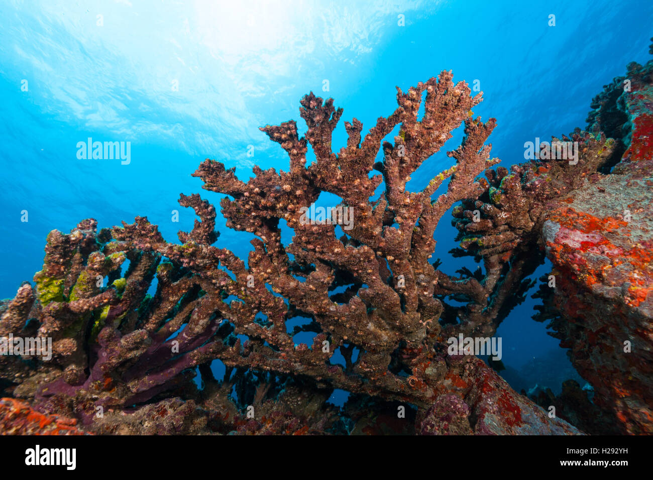 Schöne Unterwasser bunte Korallenriff Garten Hintergrund Stockfoto