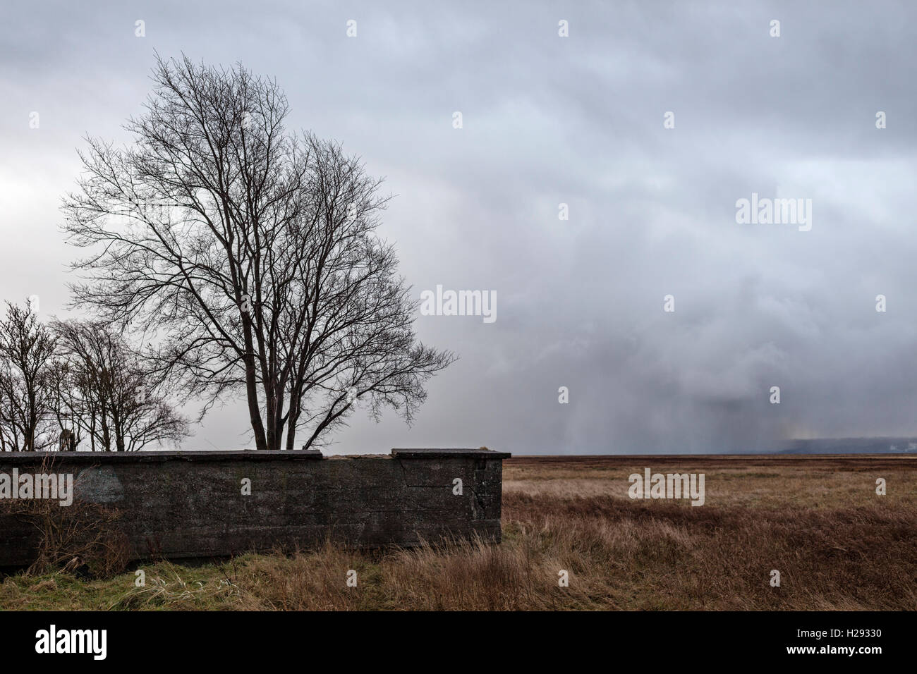 Starker Baum hinter Mauer, schwere Wolke, Parkgate, Wirral, Großbritannien Stockfoto