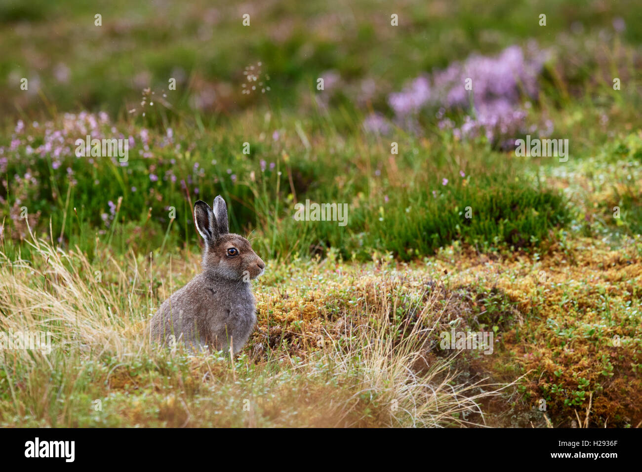 Schneehase (Lepus Timidus), Schottland, Vereinigtes Königreich Stockfoto