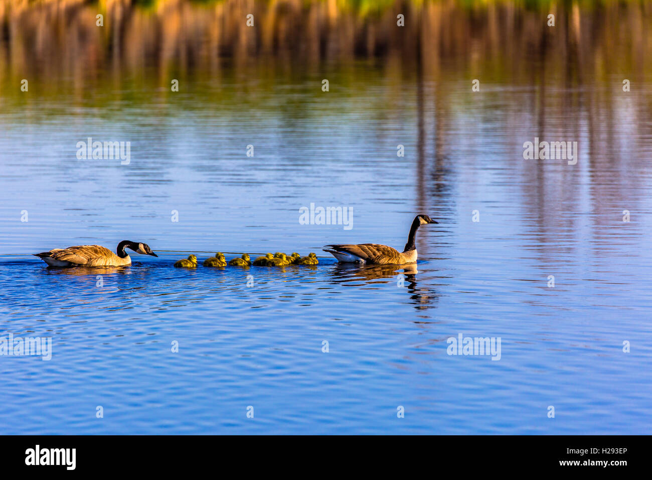 Familie der kanadische Gänse, ein erfrischendes Bad. Stockfoto