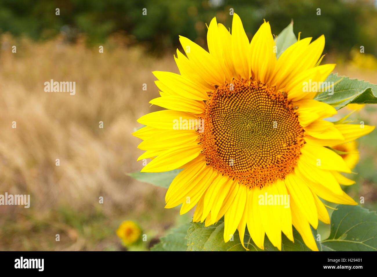 In der Nähe von Sunflower Kopf in das Feld Stockfoto
