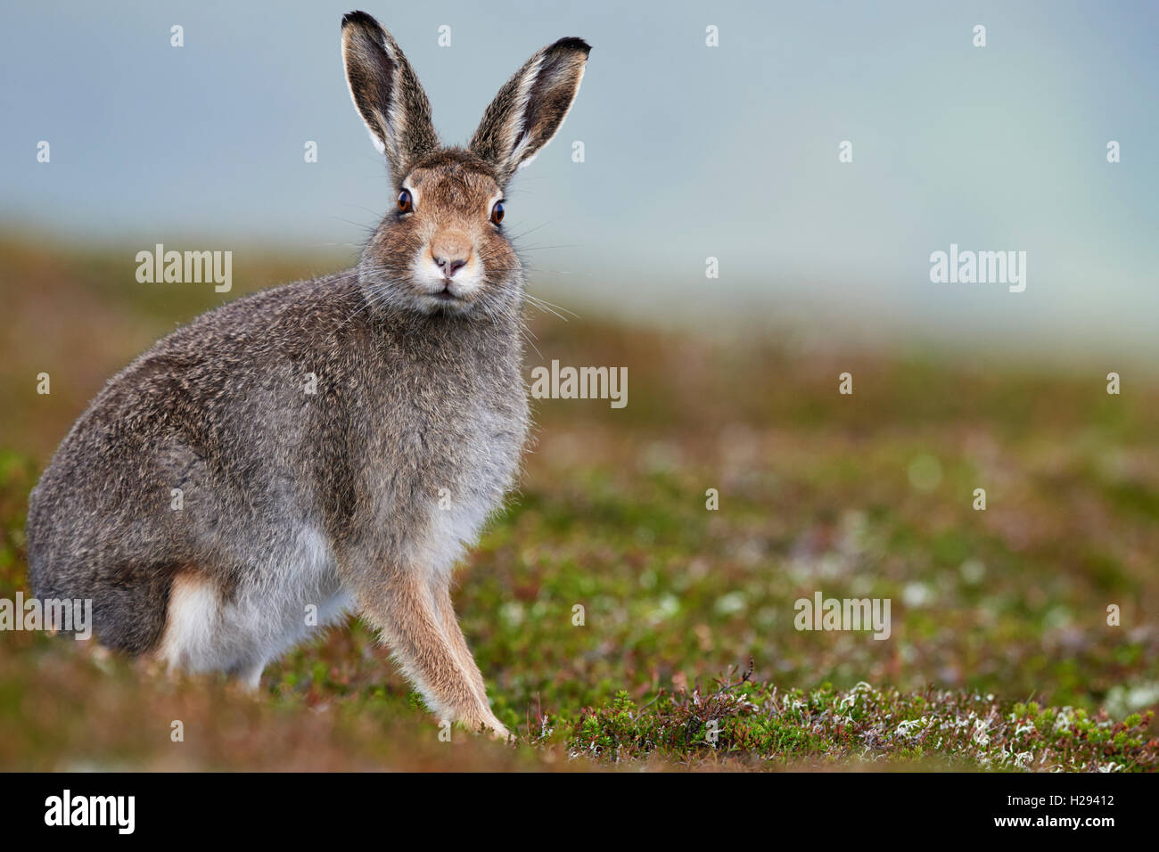 Schneehase (Lepus Timidus), Schottland, Vereinigtes Königreich Stockfoto