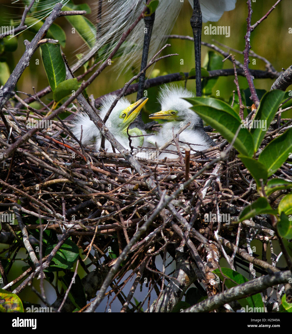 Geschwister weiße Reiher eine Woche alt aussehen über dem Teich Apple Nest aus Zweigen mit dem Bewusstsein eines Elternteils stehen. Stockfoto