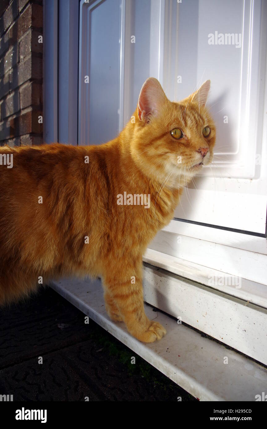 Ingwer Katze vor Haustür Stockfoto